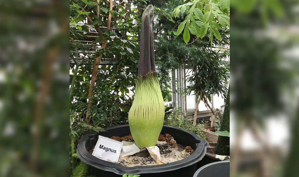 The “blooms” of the corpse flower can grow to more than three metres tall, but they smell like rotting meat and the blooms only last about a day.
