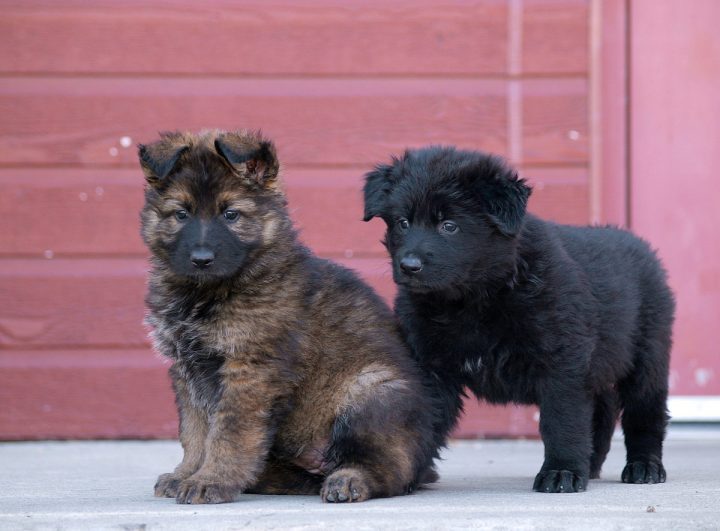 Makwa (left) and Maya (right) were given names through the RCMP's 'Name the Puppy' contest.