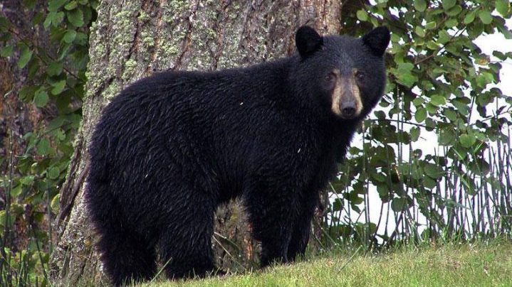 A black bear that was habituated to garbage had to be put down in Kelowna last Wednesday.