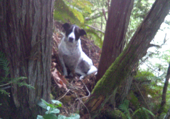 Authorities with the Pierce County Sheriff’s Department in Washington were called after a woman reported her car, 64-year-old husband and family dog named Daisy were missing from their home on Thursday.