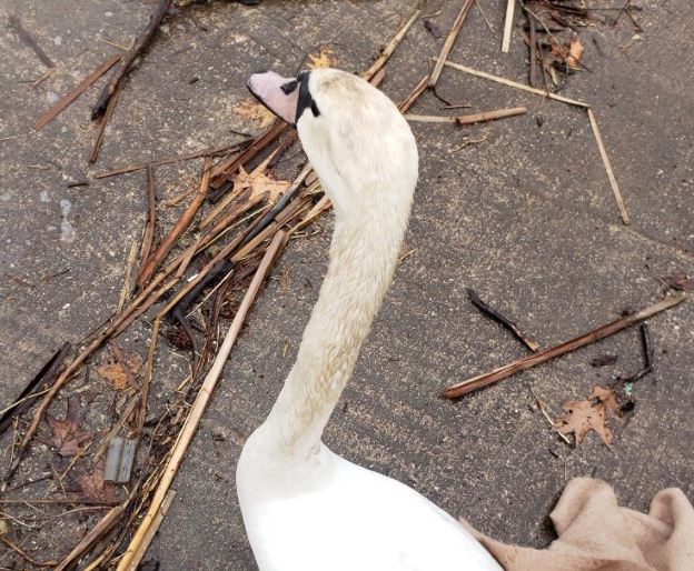 Police say the swan was captured and released by animal control staff.