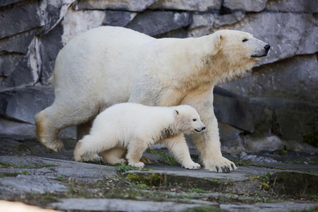 The polar bear Tonja and her cub Hertha walk in their enclosure, after the announcing of the cub's name, at the Tierpark zoo in Berlin on April 2, 2019.