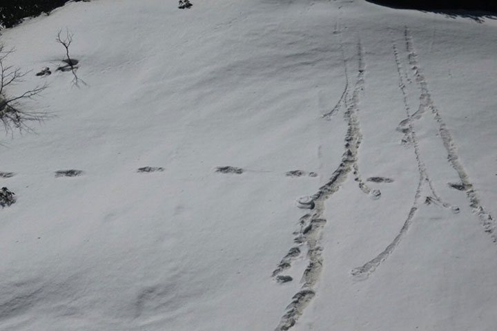 Footprints are seen in the snow near Makalu Base Camp in Nepal, in this picture taken on April 9, 2019.