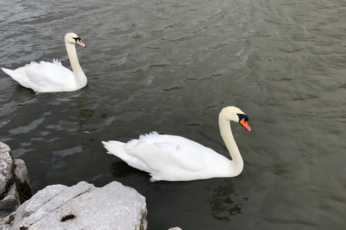 Otis and his new, unnamed mate swim around Victoria Park.