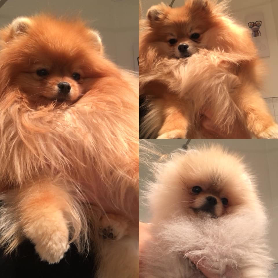 Three Pomeranian dogs, including two that were lost in a Peachland house fire on April 20, 2019.