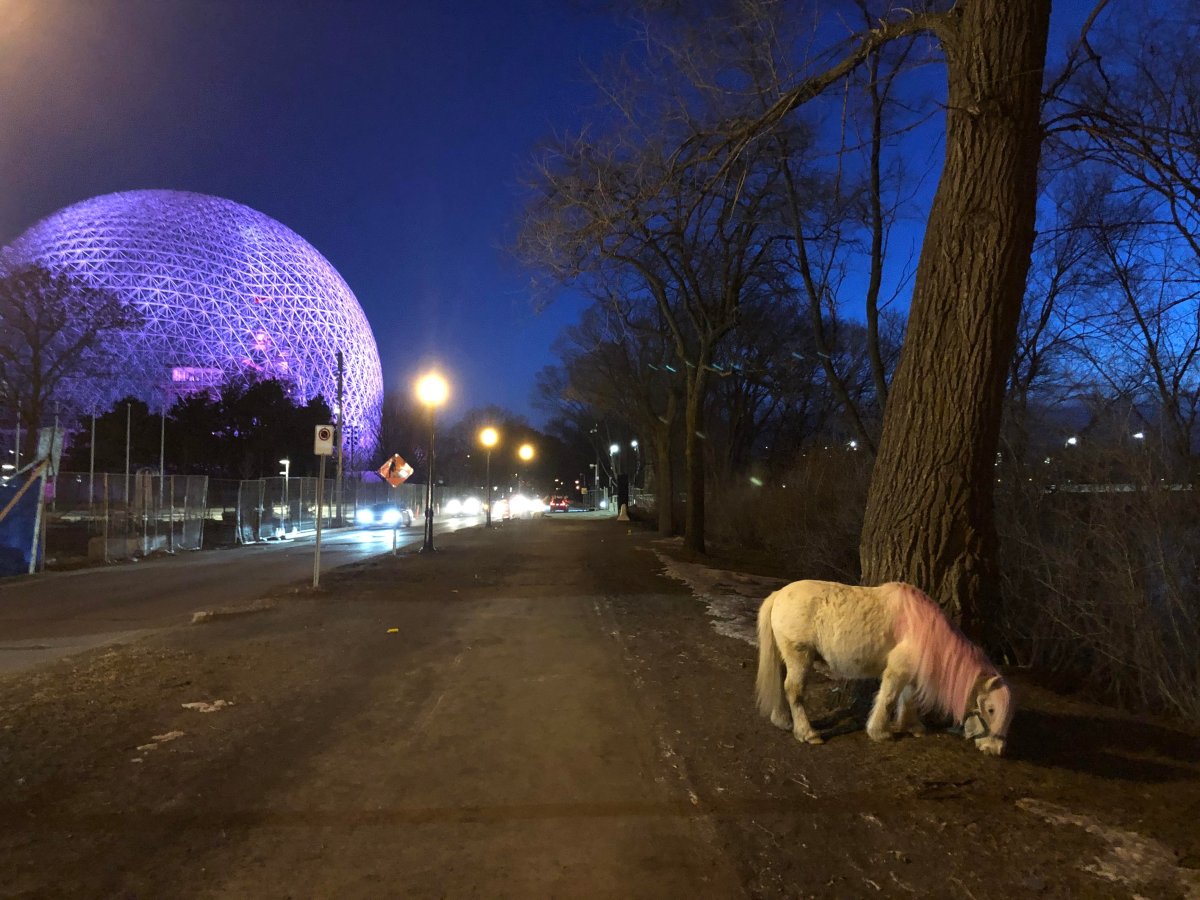 Pictures of a white and pink pony have been circulating on the internet since it was reportedly spotted on île Sainte-Hélène.
