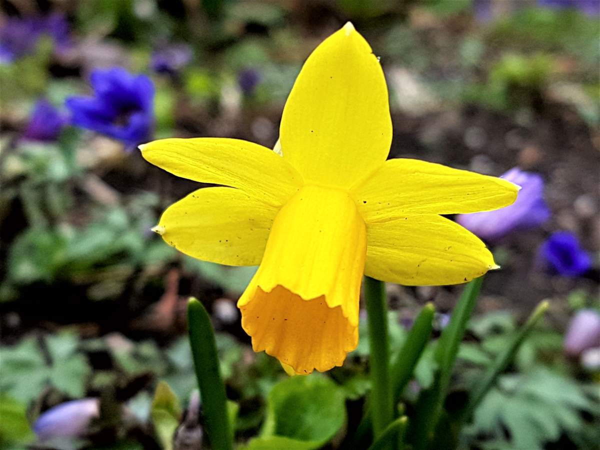 Super Awesome Science Show: The science of spring fever - image