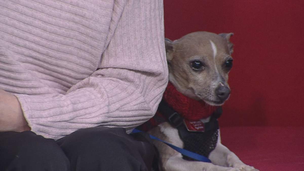 Joey takes some time to relax while visiting Global News Morning for Adopt A Pal