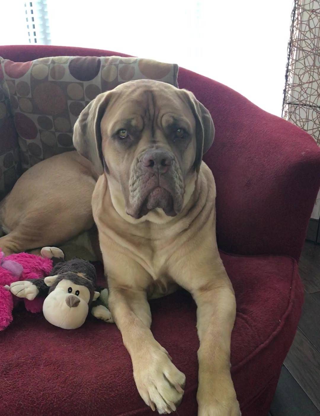Miss Mabel, Tanya Kim's  Dogue de Bordeaux is a cherished member of the family and therapy dog.