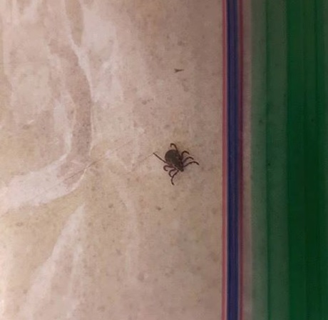A mother pulled this tick from her daughter's ear this week after she and her friends were at Meadowlily Trail in south London.