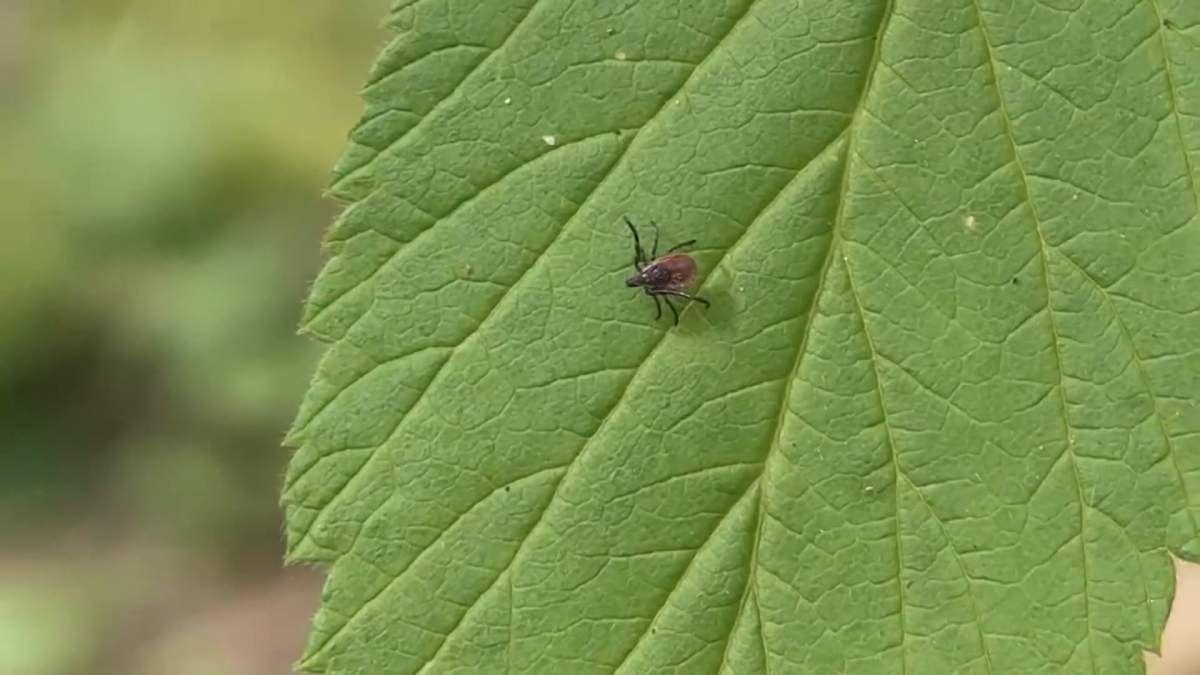 If you smell garlic in parts of the city, it may just be the thing keeping ticks and mosquitoes at bay.
