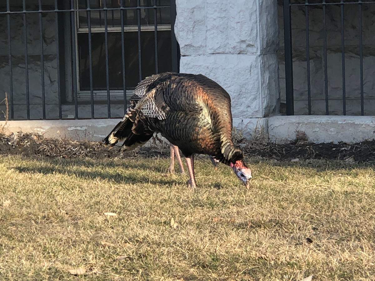 One of the turkeys in the flock in Osborne Village.