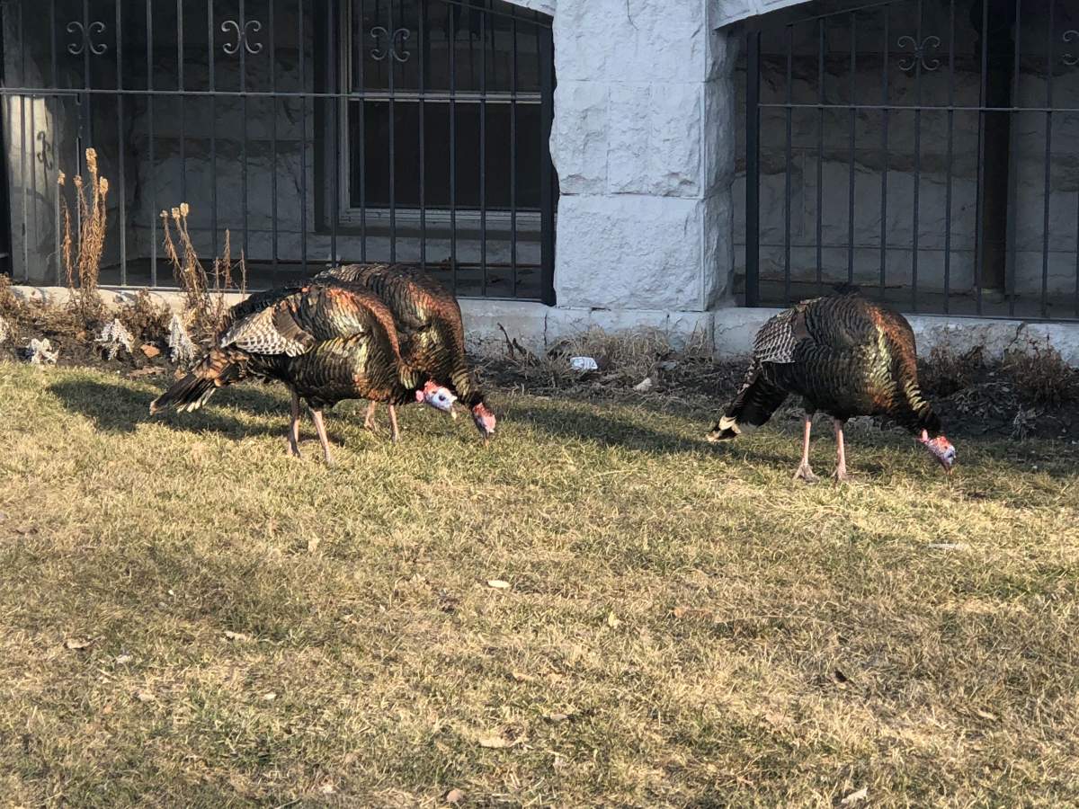 The turkeys outside Roslyn Court.