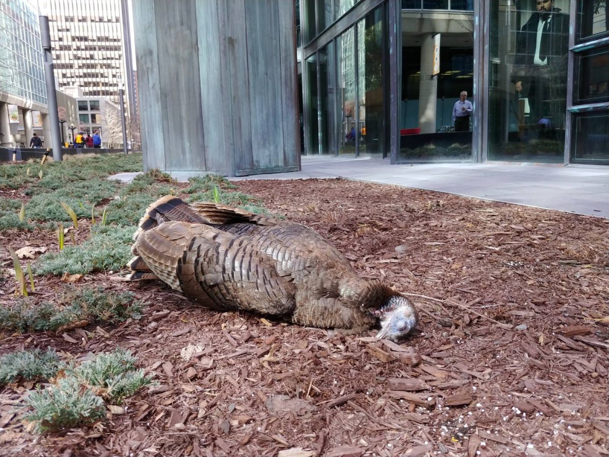 An organization in Ottawa that aims to protect birds from window strikes says an off-leash dog chased a turkey into a window on Sparks Street Tuesday, killing it.