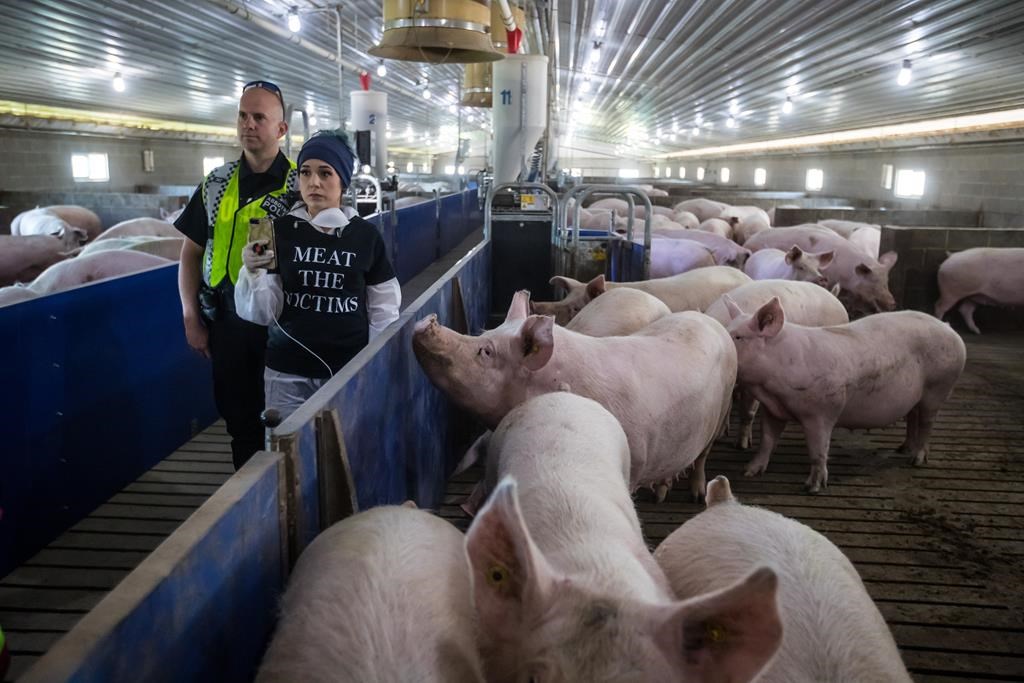 A police officer stands beside a protester at Excelsior Hog Farm in Abbotsford, B.C., on Sunday April 28, 2019.