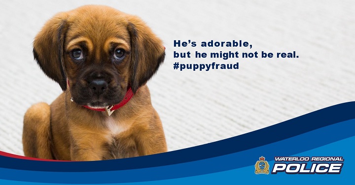 Last month, Waterloo Regional Police issued a warning about online scams, including one involving puppies. This month, police in the Okanagan are issuing the same warning after two reports of puppy fraud.