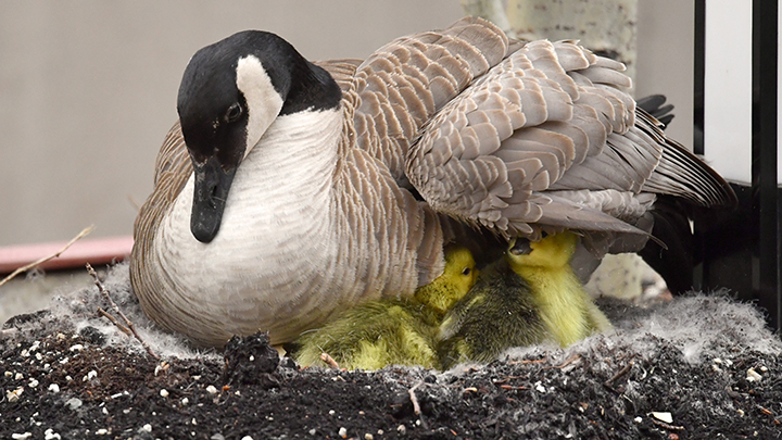 Goslings hatch at Royal Alexandra Hospital garden on May 16, 2019.