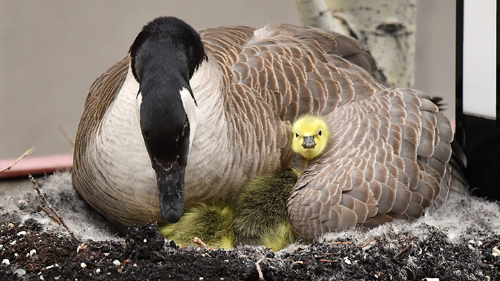 Canada goose discount incubation