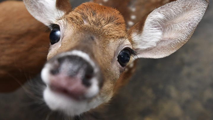 Although people are often well-intentioned and want to rescue what appears to be orphaned young animals, the Government of Saskatchewan is asking you to not touch them.   