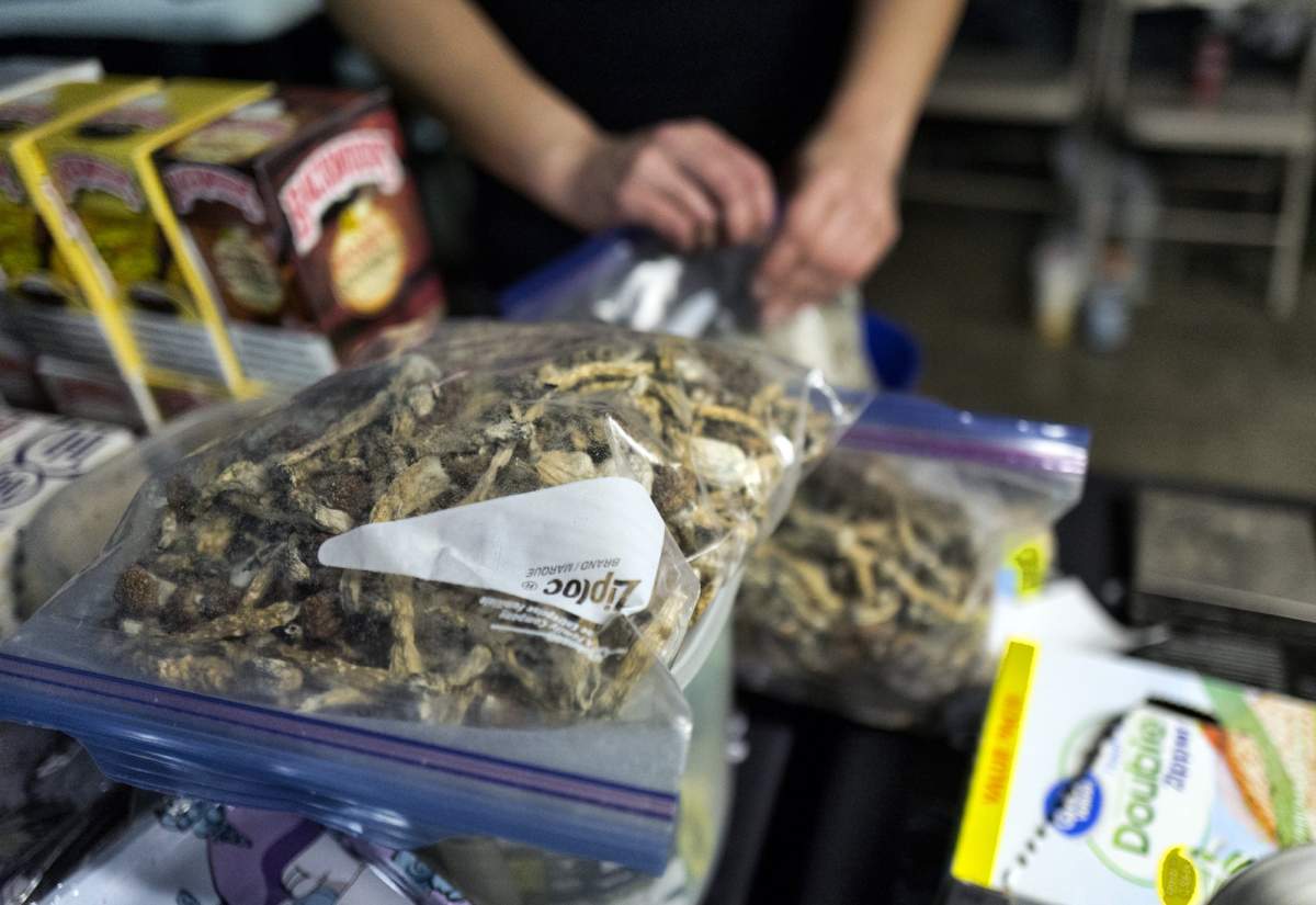 A vendor bags psilocybin mushrooms at a pop-up cannabis market in Los Angeles on Monday, May 6, 2019. Voters decide this week whether Denver will become the first U.S. city to decriminalize the use of psilocybin, the psychedelic substance in "magic mushrooms." .