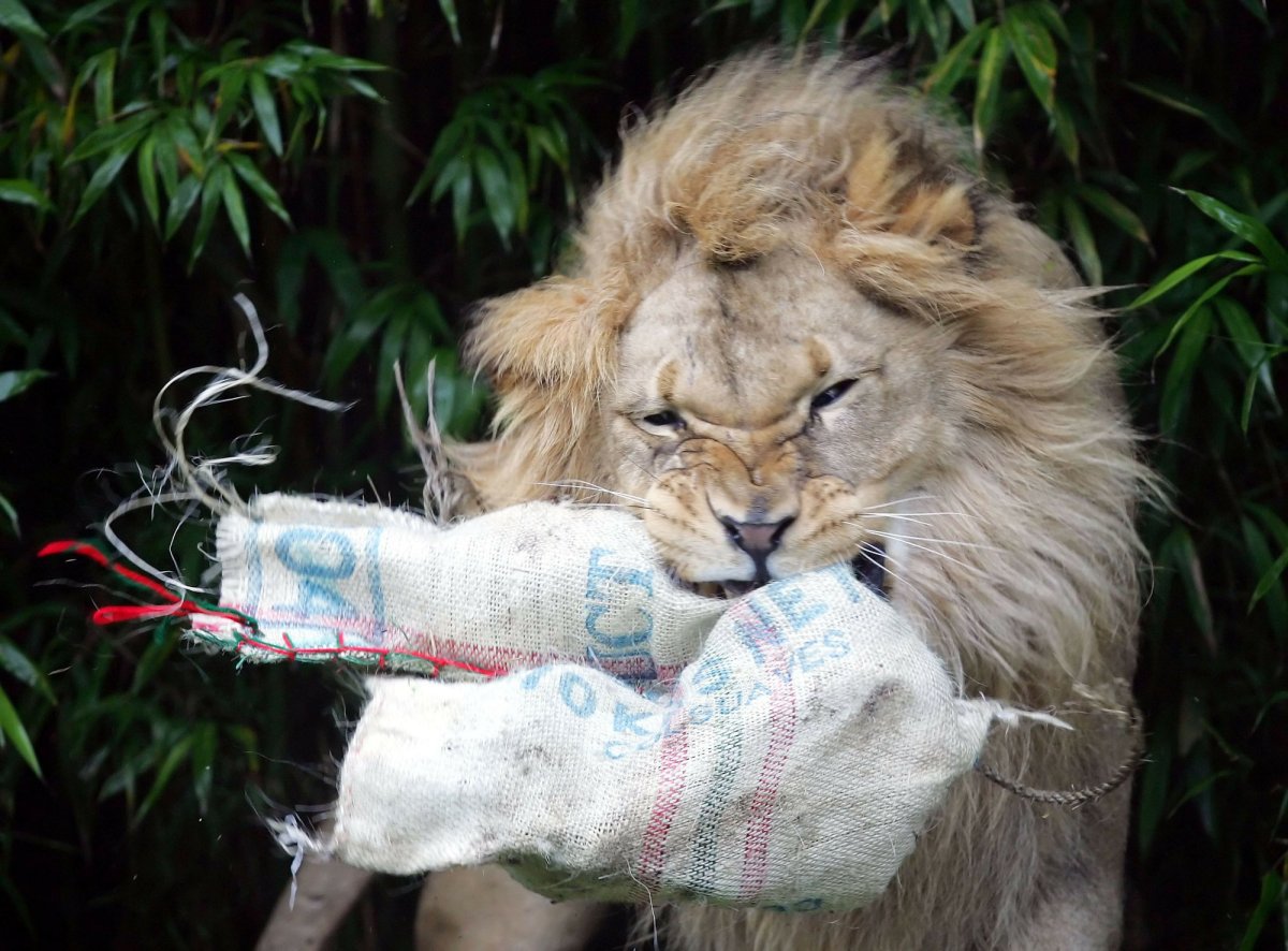 File - In this Dec. 22, 2005, file photo, Jahari, a lion, tears into a Christmas stocking filled with edible treats at the San Francisco Zoo. Two beloved, elderly lions have died at zoos in California. The San Francisco Zoo announced Wednesday, May 22, 2019, that a 16-year-old male African lion named Jahari died Monday of old age. He was born at the zoo in 2003 and raised by the staff after his mother died shortly after giving birth. The zoo's CEO, Tanya Peterson, says Jahari will be remembered for his bellowing roar that could be heard from every corner of the zoo. 