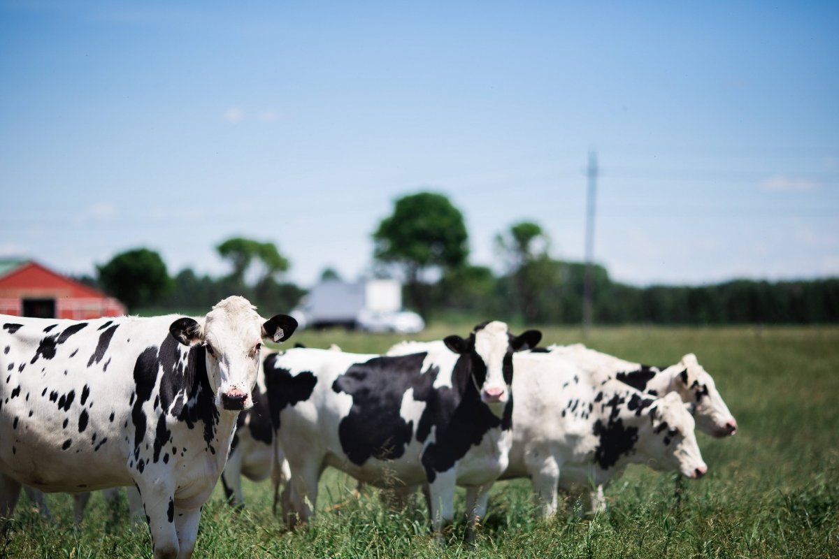 The evolution of dairy farming in Ontario - image
