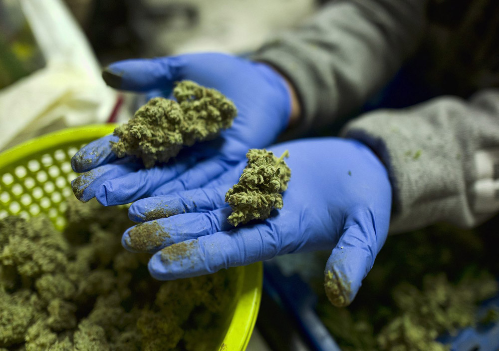 A cannabis worker displays fresh cannabis plants that have been trimmed for market at Loving Kindness Farms in Gardena, Calif.,.