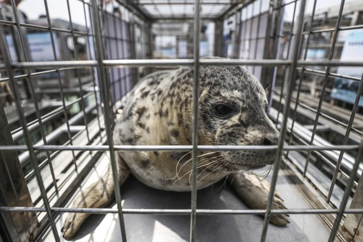 In this Friday, May 10, 2019, photo released by China's Xinhua News Agency, a spotted seal sits in a cage before being released by officials into the sea near Dalian in northeastern China's Liaoning province.