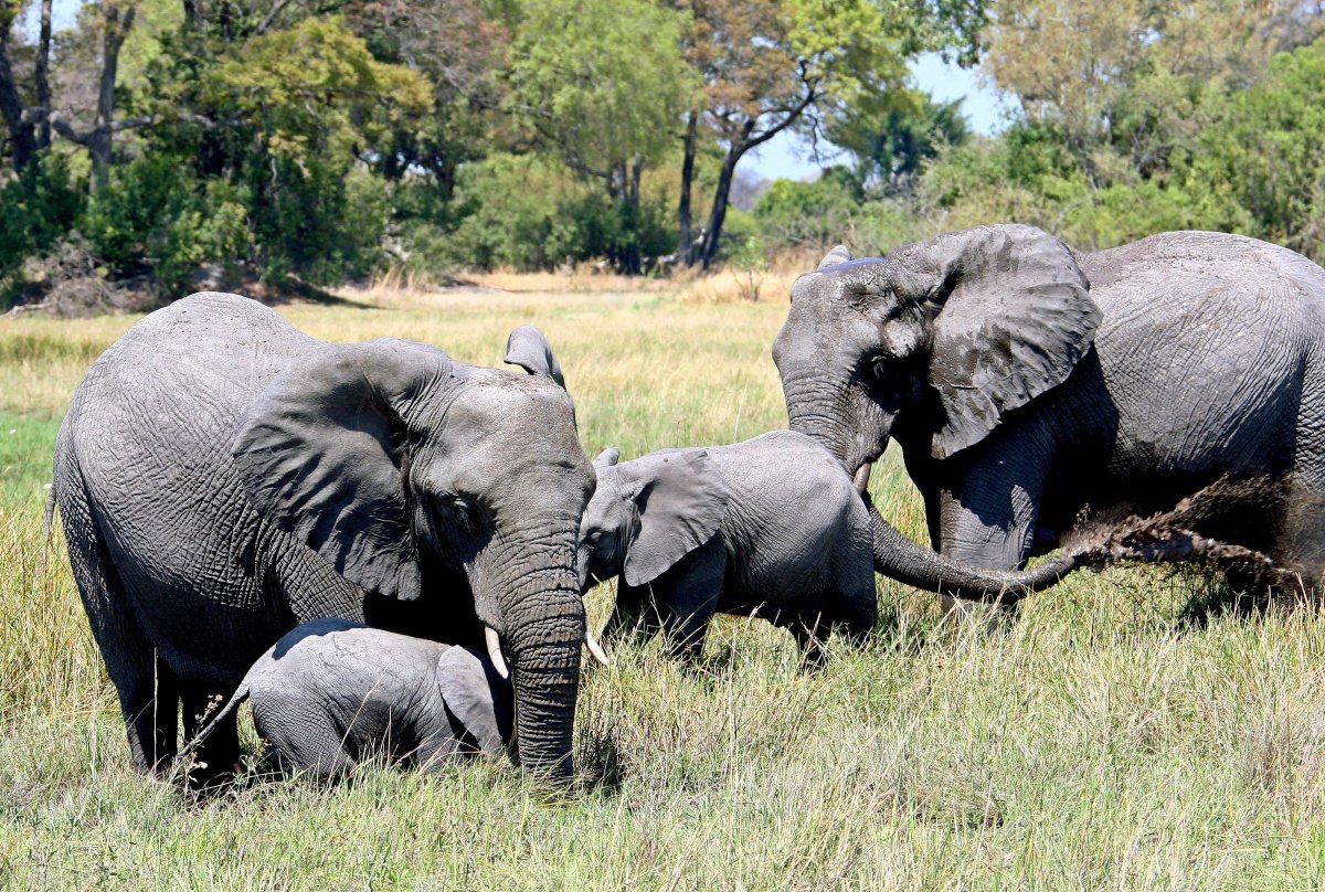 A group of elephants in the Kwedi Area of the Okavango Delta, around 30km north of Mombo, Botswana, 01 October 2007, re issued, 23 May 2019.