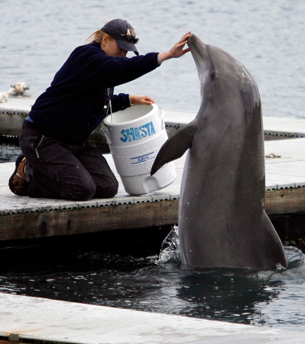 A trainer, left, touches the nose of U.S. navy dolphin “Shasta” during a demonstration at the U.S. Navy Marine Mammal Program facility at Naval Base Point Loma in San Diego, Thursday, April 12, 2007. The facility houses and trains about 75 dolphins and 25 sea lions, which the Navy uses for mine detection and force protection. (AP Photo/Denis Poroy)