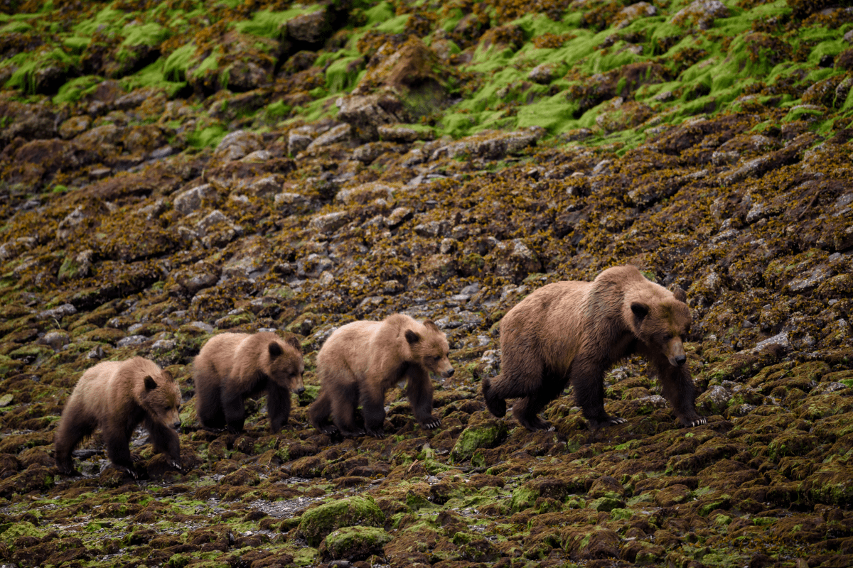 A family of grizzlies cruise along the tideline in the Khutzeymateen Grizzly Bear Sanctuary, northern B.C.