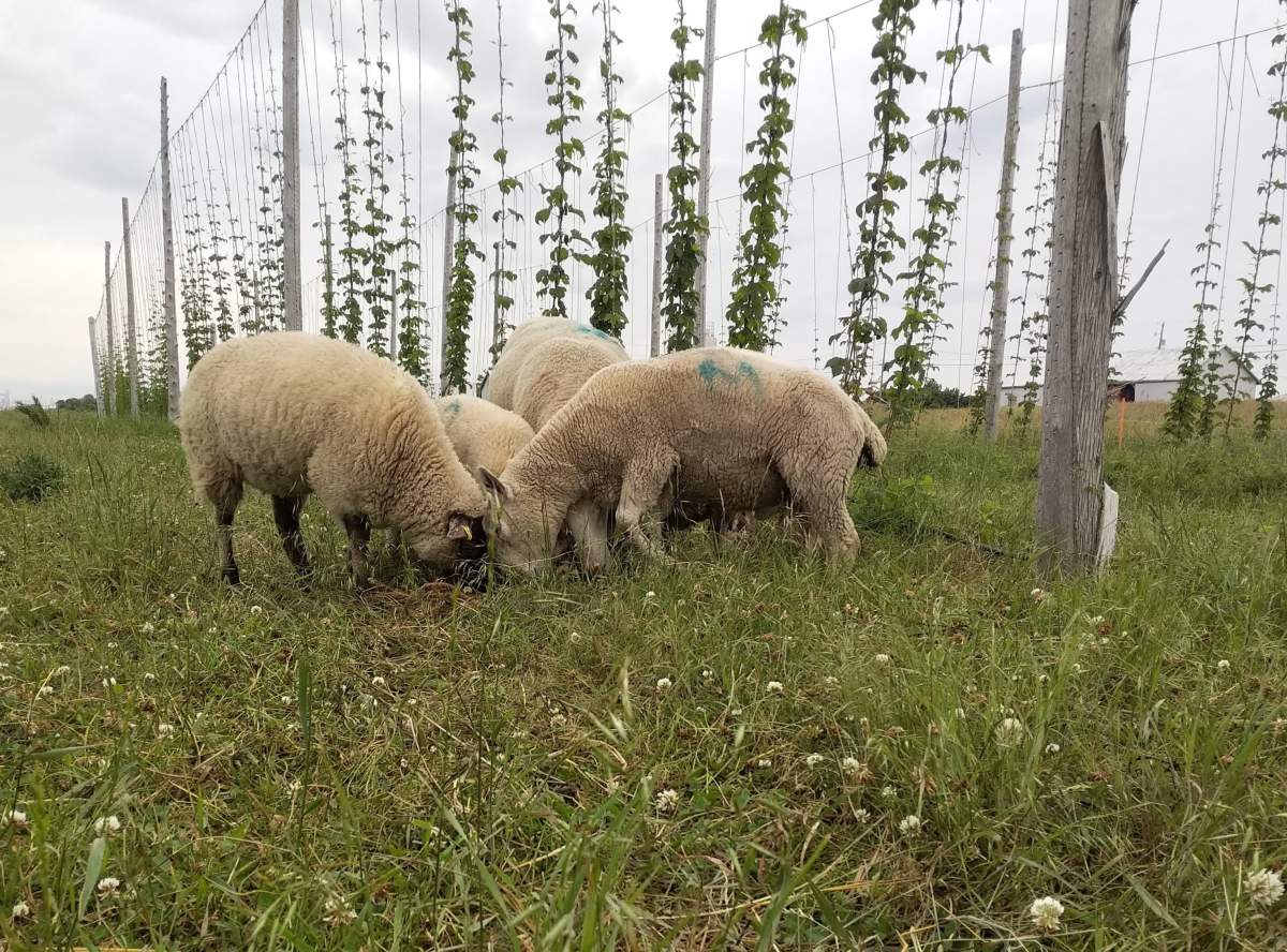 Planting Hops - image