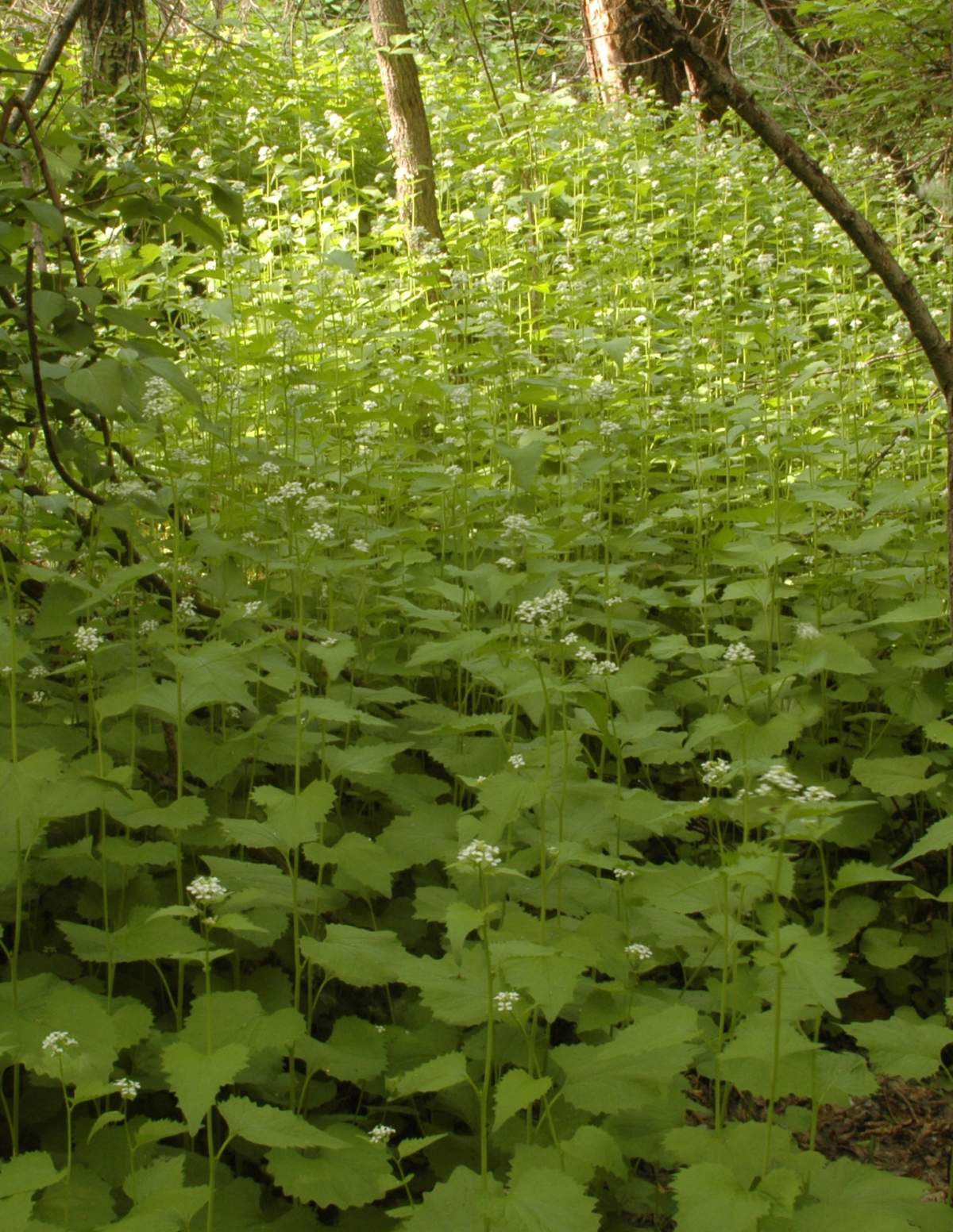 Volunteer Weed Pull - image