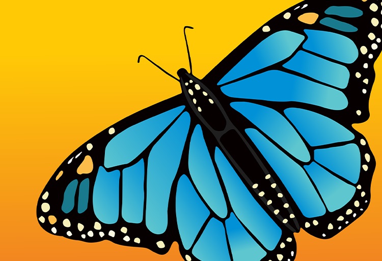 Butterflies – Experience the Transformation - image