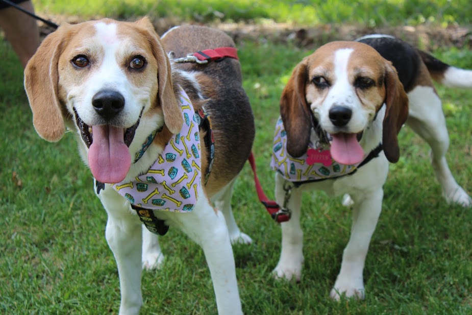 Beagle Paws walk-a-thon - image