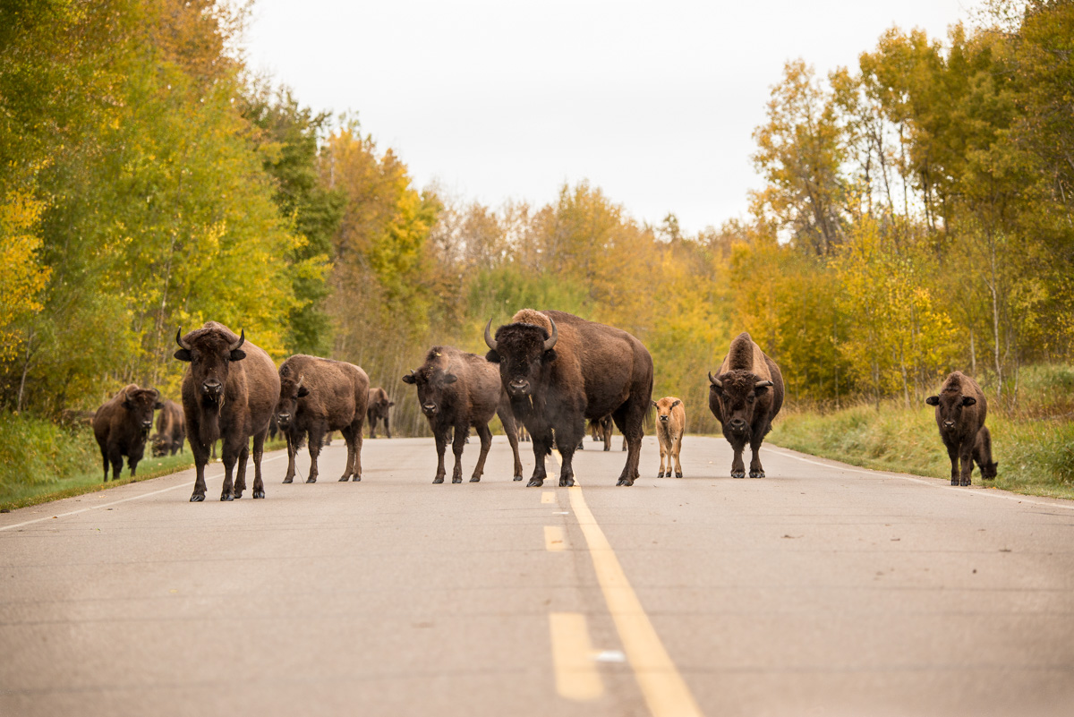 5 bison killed in collision at Elk Island National Park