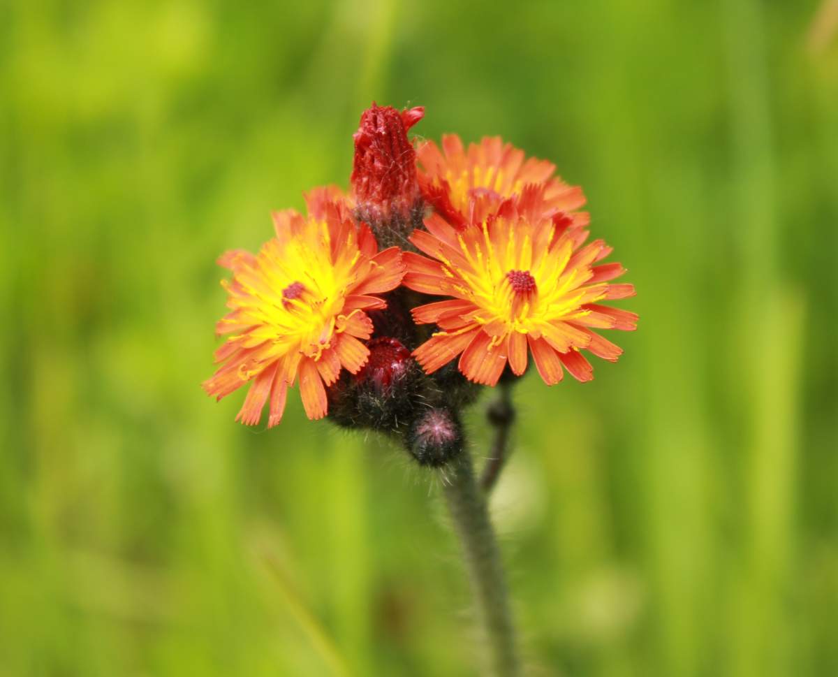 Volunteer Weed Pull - image
