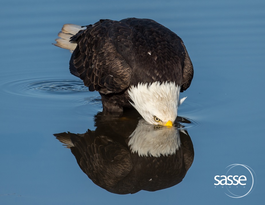 Bald Eagles and Their Local Habitat - image