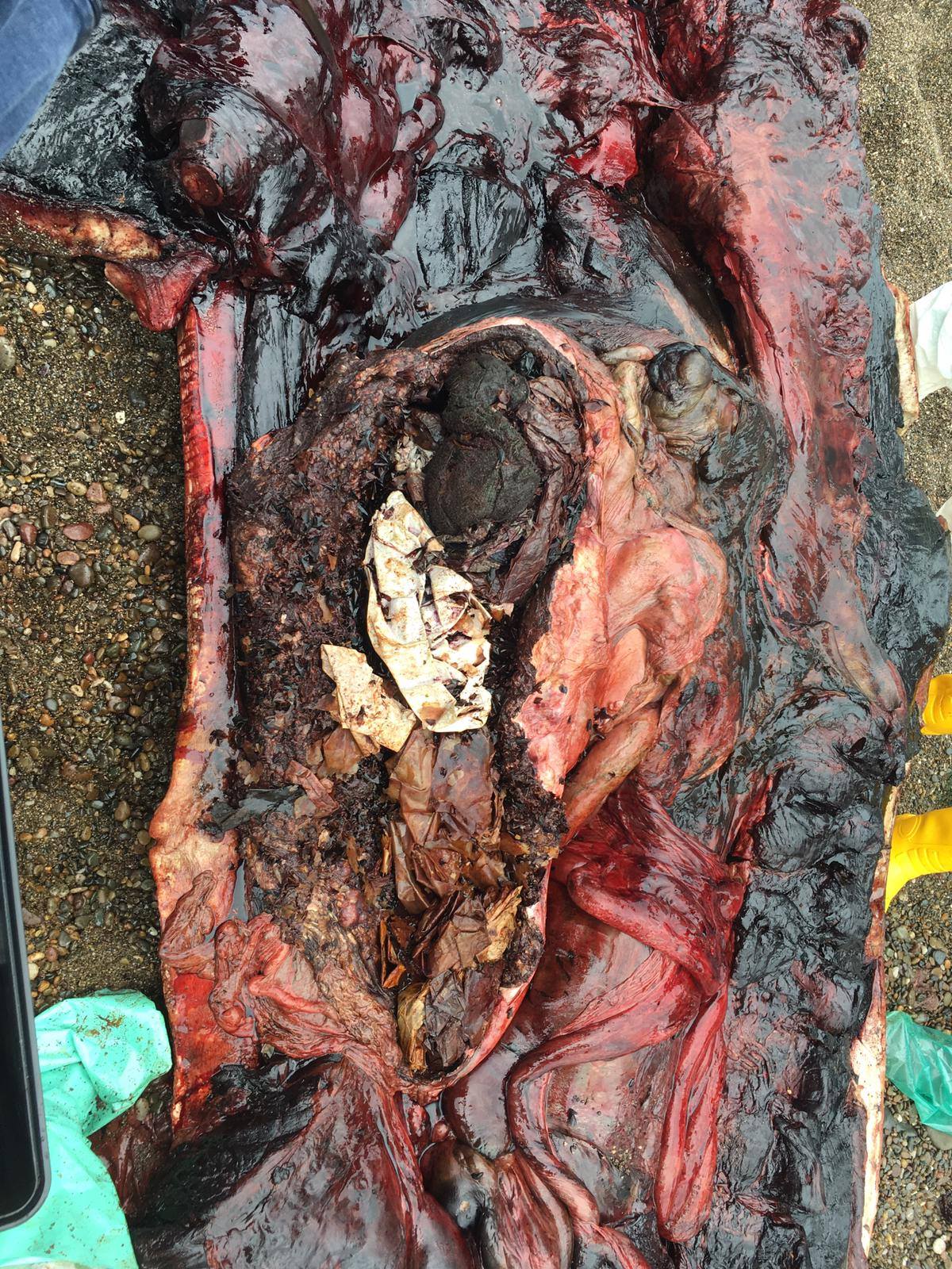 According to Greenpeace Italia, an investigation is underway to determine whether plastic found in the whale’s stomach caused its death. (Greenpeace Italia / Facebook)