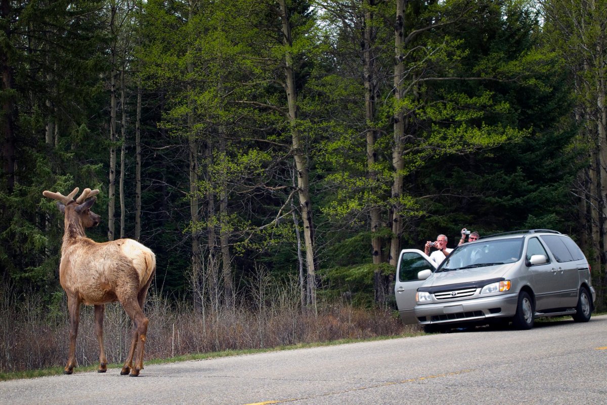 A young elk poses for tourist's cameras as it crosses a highway in Banff National Park, Alberta, Canada, Tuesday, May 18, 2010.