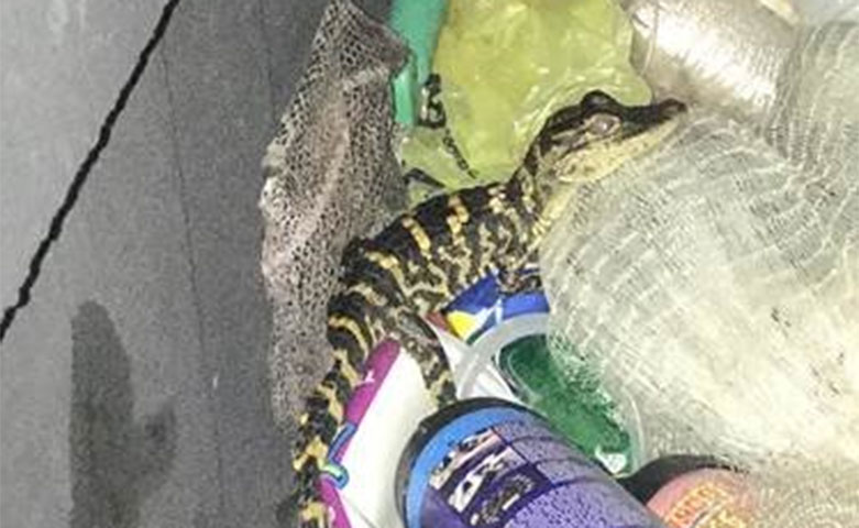 According to the Charlotte County Sheriff’s Office, deputies were conducting a traffic stop in Punta Gorda when the bizarre incident took place.