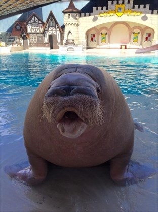 Marineland says Apollo the walrus died in late April.