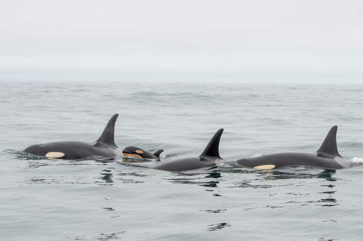 A newborn orca calf was seen swimming with J pod on Thursday.