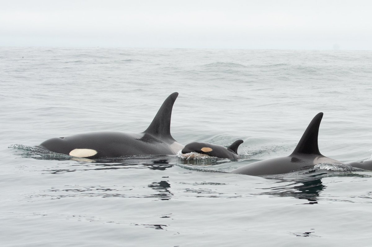 A newborn orca calf seen swimming with J pod on Thursday.