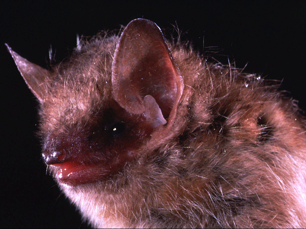 An undated closeup photo of the eastern pipistrelle bat, a species frequently linked with human rabies cases.