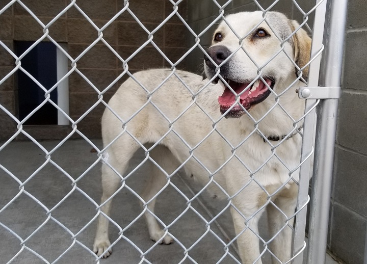 In late March, the B.C. SPCA seized dozens of animals from a north Vernon property, including this dog. The B.C. SPCA said it had received complaints that the animals had been left unattended and were not receiving adequate care.