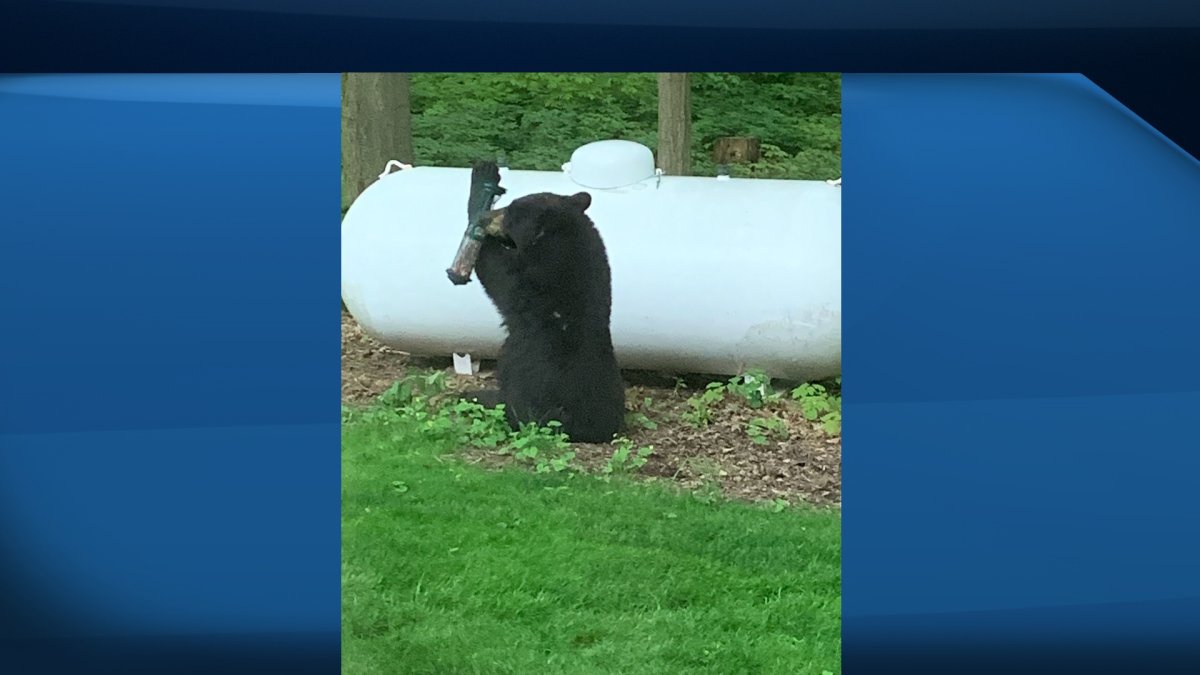 This bear was spotted in the Fourth Line and Halton-Erin Townline on Monday evening.
