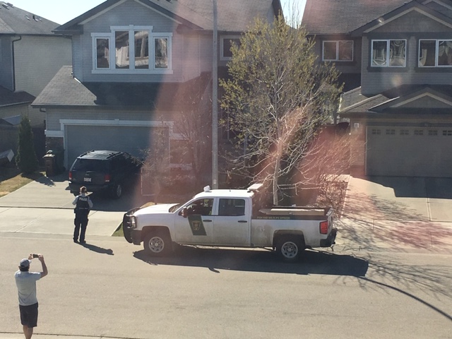Residents spot a bear in a St. Albert neighbourhood Saturday morning.