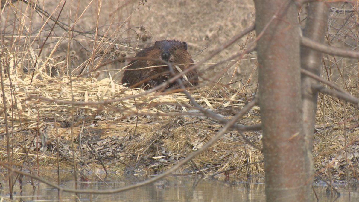 There are approximately 100 beavers along Winnipeg rivers and streams.