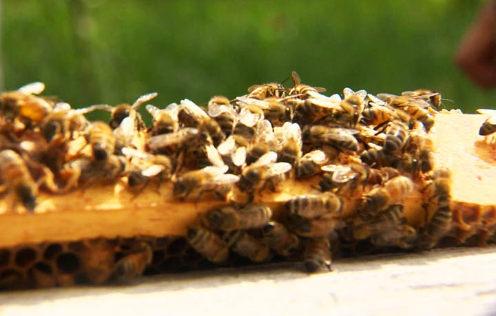 Bee colonies worth $60,000 were reported stolen from a rural location near Zenon Park, Sask., on May 13, 2019.